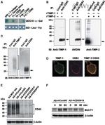 CD63 Antibody in Immunoprecipitation (IP)