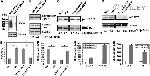 CD63 Antibody in Western Blot (WB)