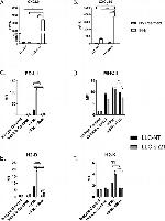 MHC Class I (H-2Kb) Antibody in Flow Cytometry (Flow)