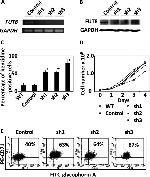 CD71 (Transferrin Receptor) Antibody in Flow Cytometry (Flow)