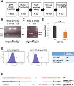 CD71 (Transferrin Receptor) Antibody in Flow Cytometry (Flow)