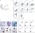 CD71 (Transferrin Receptor) Antibody in Flow Cytometry (Flow)