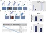 CD73 Antibody in Flow Cytometry (Flow)