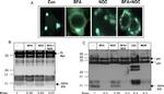 CD74 Antibody in Western Blot (WB)