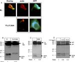 CD74 Antibody in Western Blot (WB)