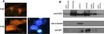 CD74 Antibody in Western Blot (WB)