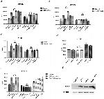 CD80 (B7-1) Antibody in Flow Cytometry (Flow)