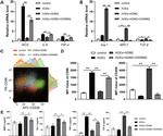 CD86 (B7-2) Antibody in Flow Cytometry (Flow)