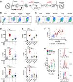 CD86 (B7-2) Antibody in Flow Cytometry (Flow)