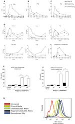 MHC Class II Antibody