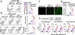 CD95 (APO-1/Fas) Antibody in Flow Cytometry (Flow)