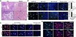 CD95 (APO-1/Fas) Antibody in Immunohistochemistry (IHC)