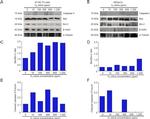 Bcl-2 Antibody in Western Blot (WB)