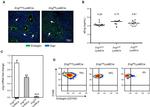 CD105 (Endoglin) Antibody in Immunohistochemistry (PFA fixed), Flow Cytometry (IHC (PFA), Flow)