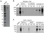 CD106 (VCAM-1) Antibody in Western Blot, Immunoprecipitation (WB, IP)