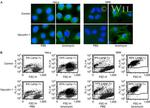 CD107a (LAMP-1) Antibody in Flow Cytometry (Flow)