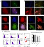 CD133 (Prominin-1) Antibody in Flow Cytometry (Flow)