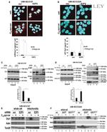 SMCR7 Antibody in Immunoprecipitation (IP)