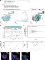 CD144 (VE-cadherin) Antibody in Flow Cytometry (Flow)