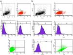 CD146 Antibody in Flow Cytometry (Flow)