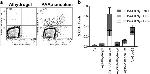 TNF alpha Antibody in Flow Cytometry (Flow)