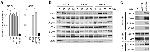 CD157 Antibody in Western Blot (WB)