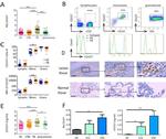 CD157 Antibody in Flow Cytometry (Flow)