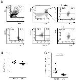 T-bet Antibody in Flow Cytometry (Flow)