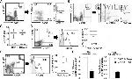 CD183 (CXCR3) Antibody in Flow Cytometry (Flow)