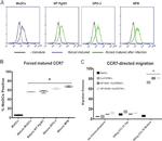 CD197 (CCR7) Antibody in Flow Cytometry (Flow)