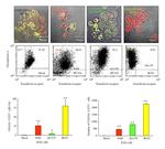 CD201 (EPCR) Antibody in Flow Cytometry (Flow)