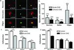 CD201 (EPCR) Antibody in Immunohistochemistry (IHC)