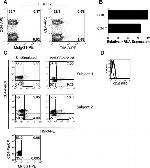 CD366 (TIM3) Antibody in Flow Cytometry (Flow)