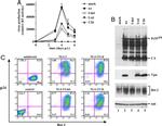 CD317 (BST2, PDCA-1) Antibody in Flow Cytometry (Flow)