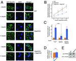 alpha Tubulin Antibody in Western Blot (WB)