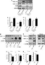 Connexin 43 Antibody in Western Blot (WB)