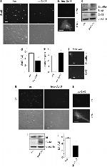 Connexin 43 Antibody in Western Blot (WB)