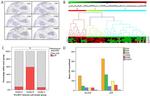 FOXP3 Antibody in Immunohistochemistry (IHC)