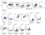 FOXP3 Antibody in Flow Cytometry (Flow)