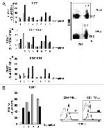 FOXP3 Antibody in Flow Cytometry (Flow)