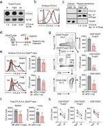 FOXP3 Antibody in Flow Cytometry (Flow)