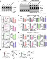 FOXP3 Antibody in Flow Cytometry (Flow)