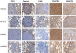 F4/80 Antibody in Immunohistochemistry (Paraffin) (IHC (P))