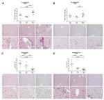 F4/80 Antibody in Immunohistochemistry (IHC)