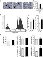 F4/80 Antibody in Flow Cytometry (Flow)