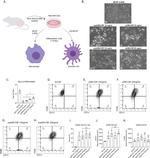 F4/80 Antibody in Flow Cytometry (Flow)