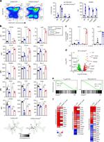 EOMES Antibody in Flow Cytometry (Flow)