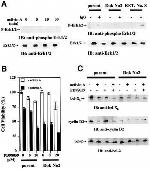 phospho-Tyrosine Antibody in Western Blot (WB)