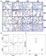 Podoplanin Antibody in Flow Cytometry (Flow)