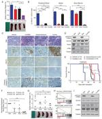 TSLP Receptor Antibody in Immunohistochemistry, Flow Cytometry (IHC, Flow)